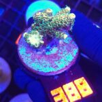 Acropora sp. (388)