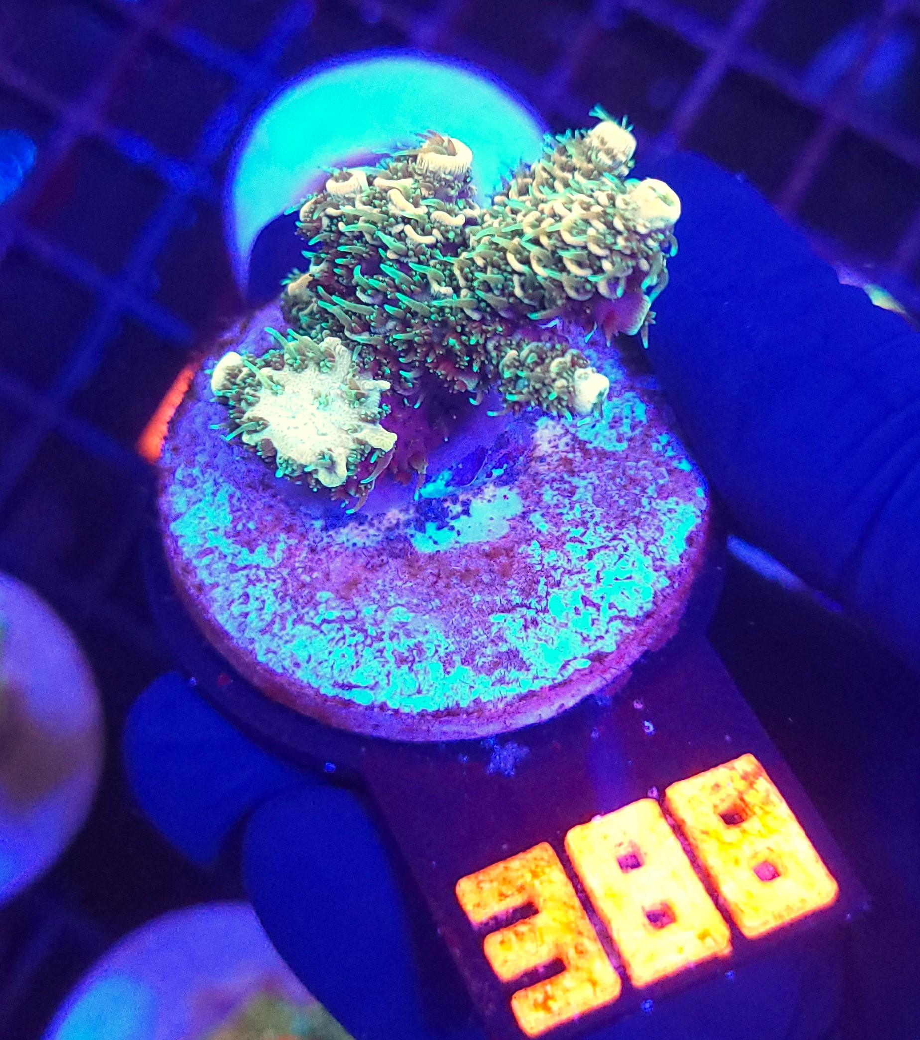388 Acropora sp. (388) - obrazek 1