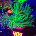 Euphyllia glabrescens toxic green 2h (404)
