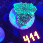 Acropora sp. GREEN (411)