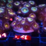 Zoanthus Nirvana Premium (418)