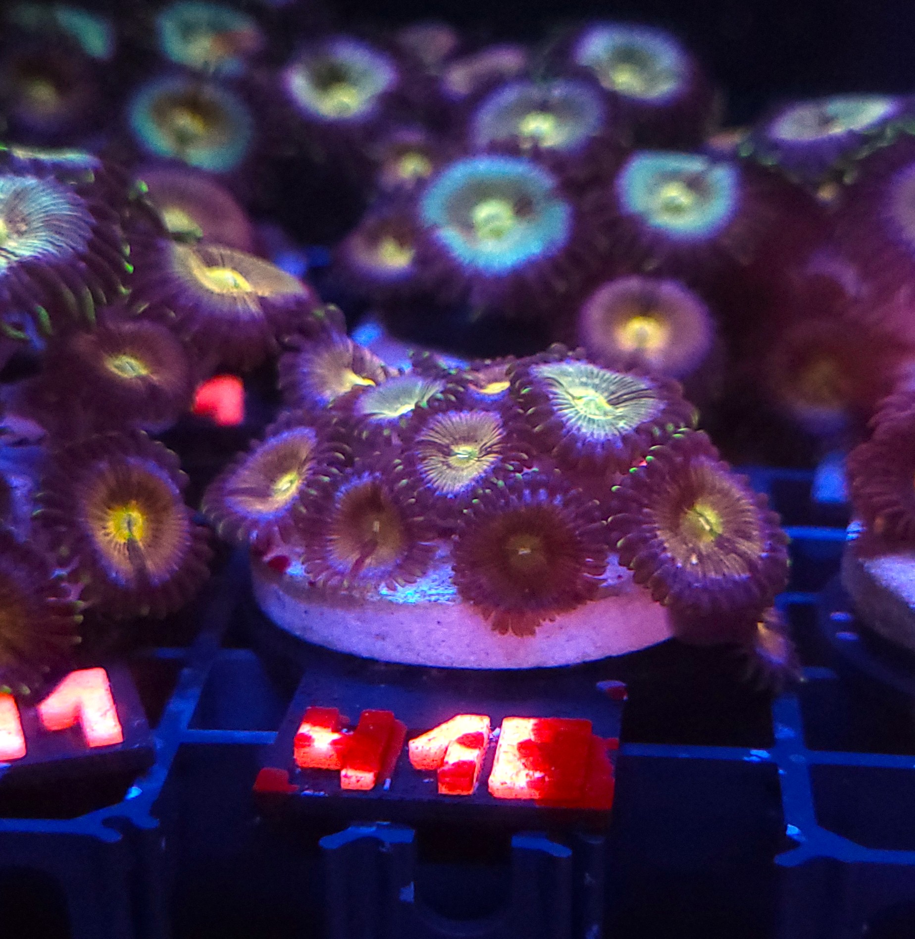 418 Zoanthus Nirvana Premium (418) - obrazek 1