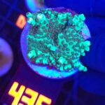 Acropora sp. GREEN (435)
