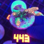 Acropora sp. (443)
