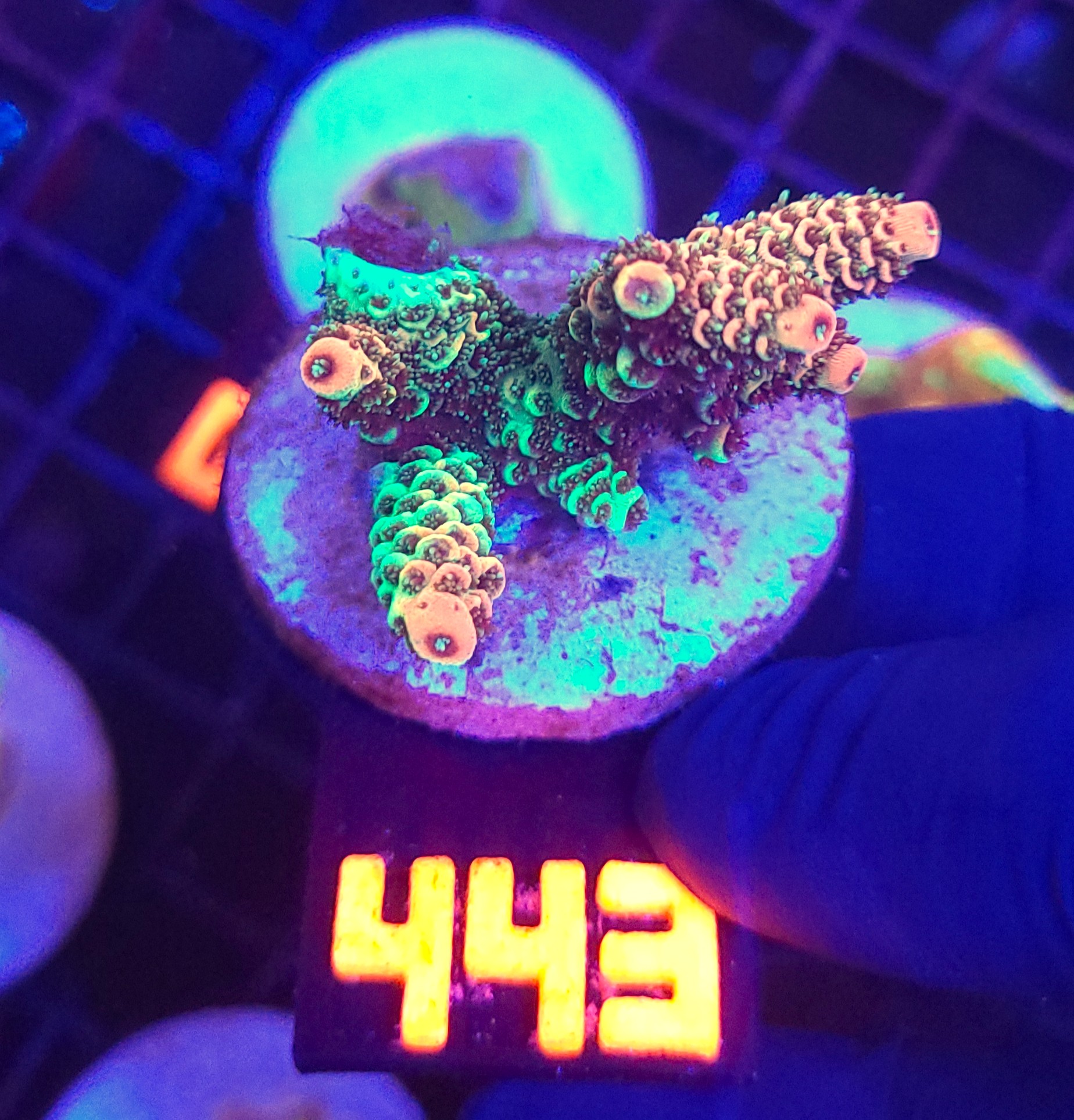443 Acropora sp. (443) - obrazek 1