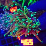 Euphyllia glabrescens dragon soul 2h (465)