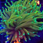 Euphyllia glabrescens Hellfire 2h (465)