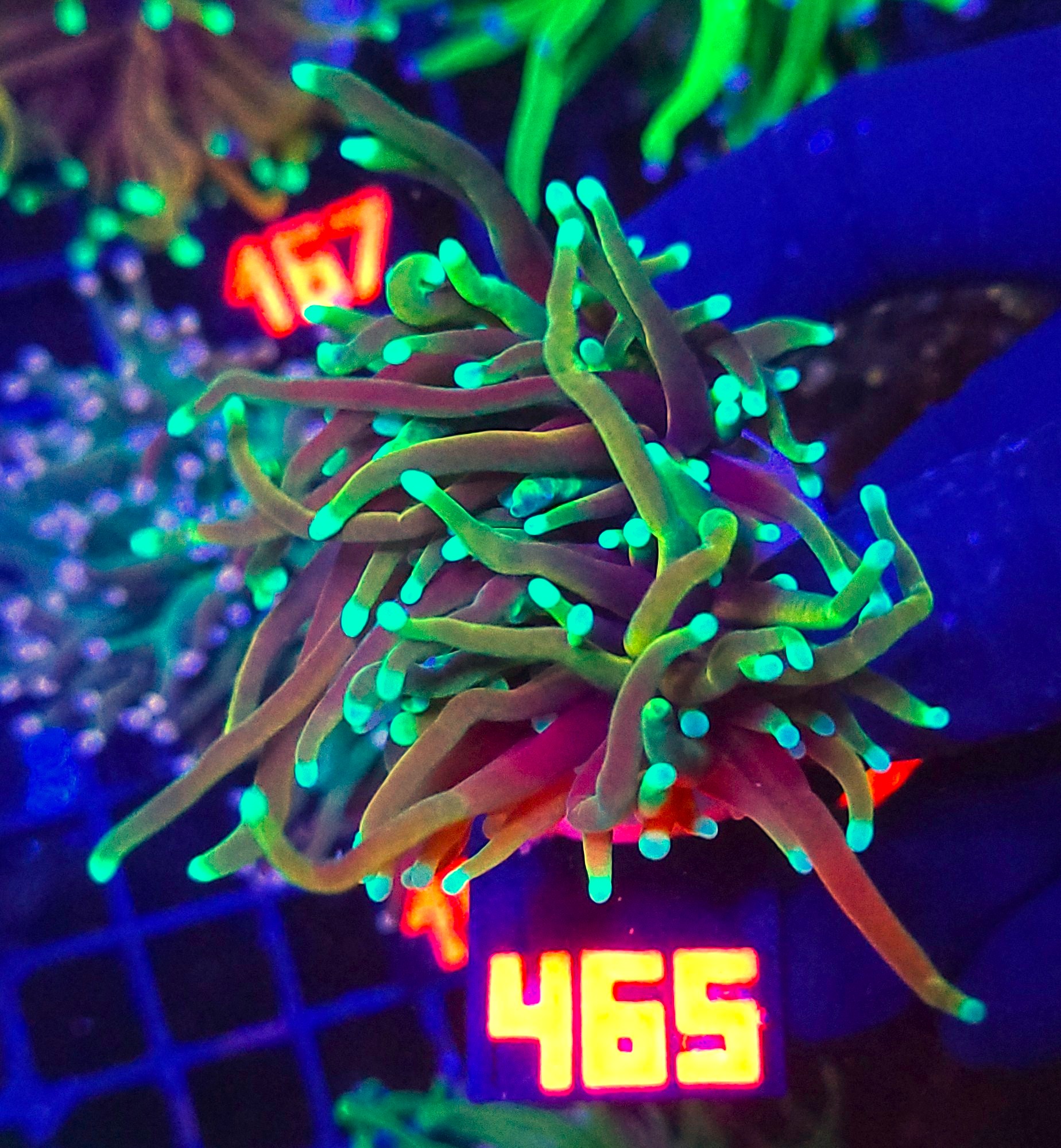 465 Euphyllia glabrescens dragon soul 2h (465) - obrazek 1