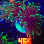 Euphyllia glabrescens dragon soul 2h (466)