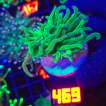 Euphyllia glabrescens toxic green 1h (469)