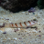 Amblyeleotris diagonalis M