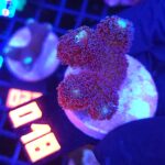 Stylophora pistillata „Milka” (018)