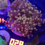 Euphyllia paradivisa gold 1h (028)