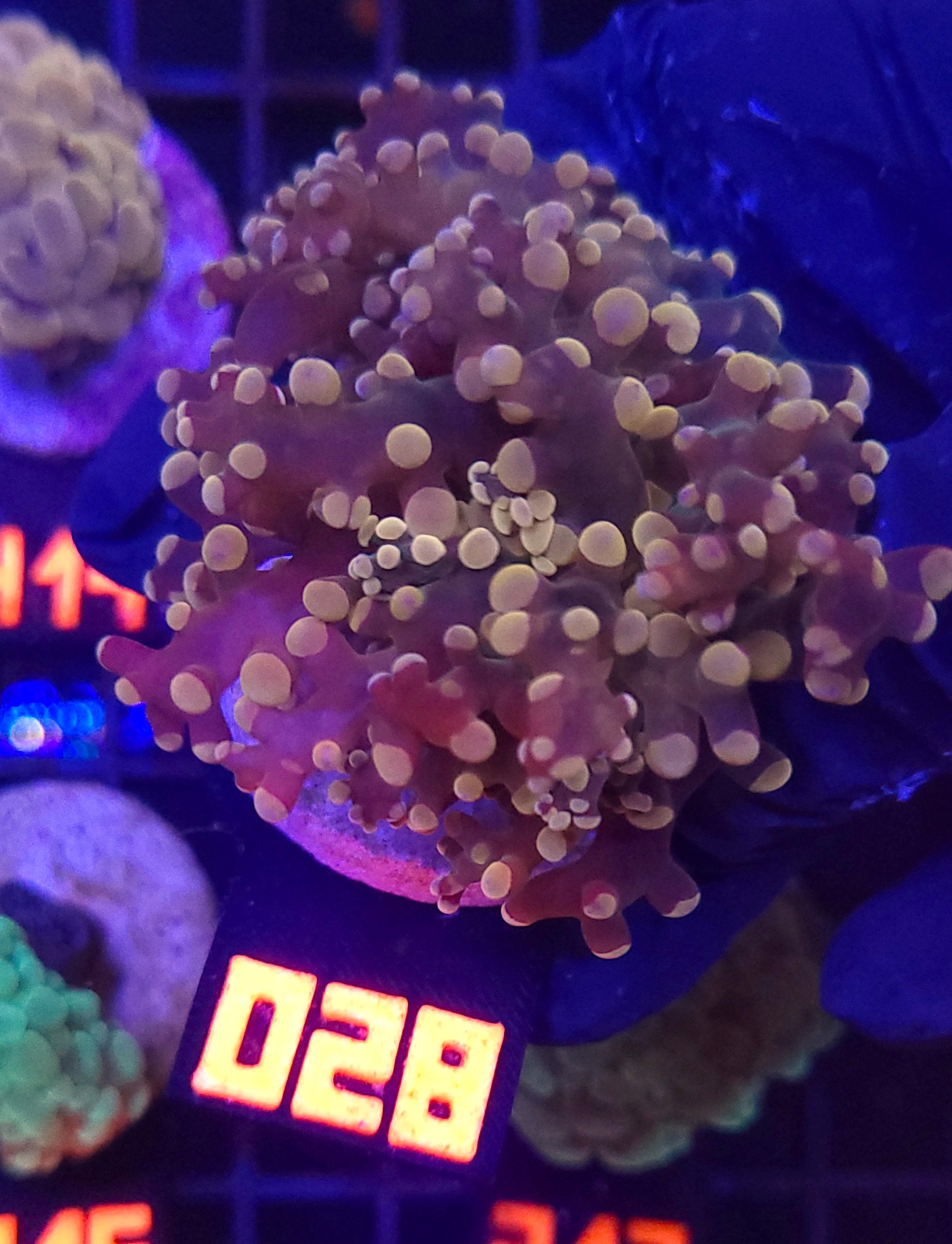 028 Euphyllia paradivisa gold 1h (028) - obrazek 1