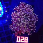 Euphyllia paradivisa purple 1h (028)