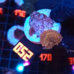 Discosoma Leopard (052)
