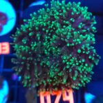 Rhodactis indosinensis Green Hair (074)