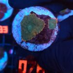 Rhodactis Dark Green - Orange Rim (076)