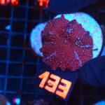 Discosoma Ruby Red (133)