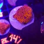 Montipora danae „Superman” (147)
