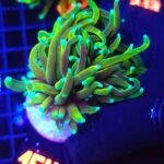 Euphyllia glabrescens dragon soul 2h (154)