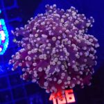Euphyllia paradivisa purple 1h (166)