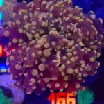 Euphyllia paradivisa gold 1h (166)