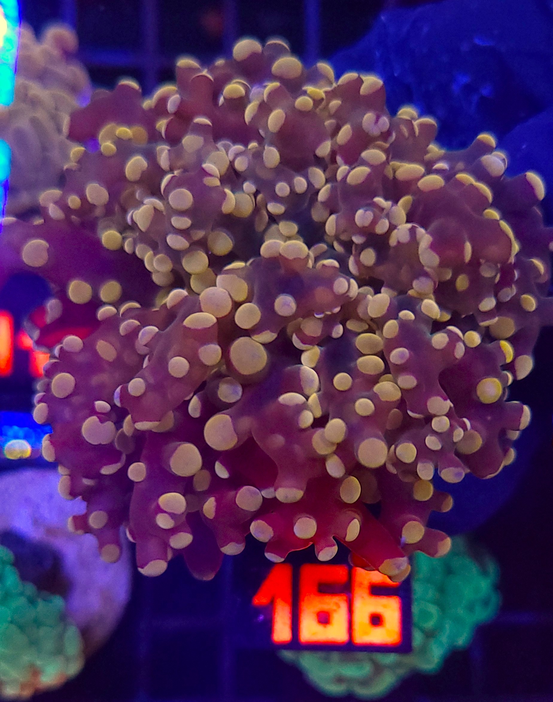 166 Euphyllia paradivisa gold 1h (166) - obrazek 1