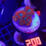 Acanthastrea lordhowensis RED (200)