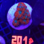 Acanthastrea lordhowensis RED (201)