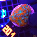 Acanthastrea lordhowensis RED (201)