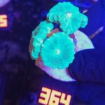 Caulastrea furcata mint (364)