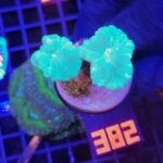 Caulastrea furcata mint (382)