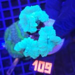 Caulastrea furcata mint (109)