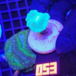 Caulastrea furcata mint (053)