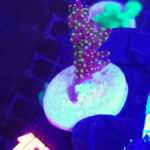 Acropora nana (167)