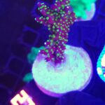 Acropora nana (270)
