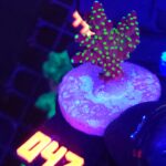Acropora nana (047)