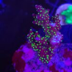 Acropora nana