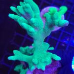 Seriatopora caliendrum (355)