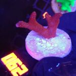 Montipora digitata red (062)