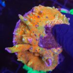 Montipora samarensis „Bubble Gum”