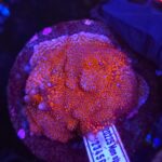 Montipora digitata red