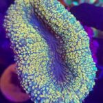 Lobophyllia hemprichii YELLOW/GREEN