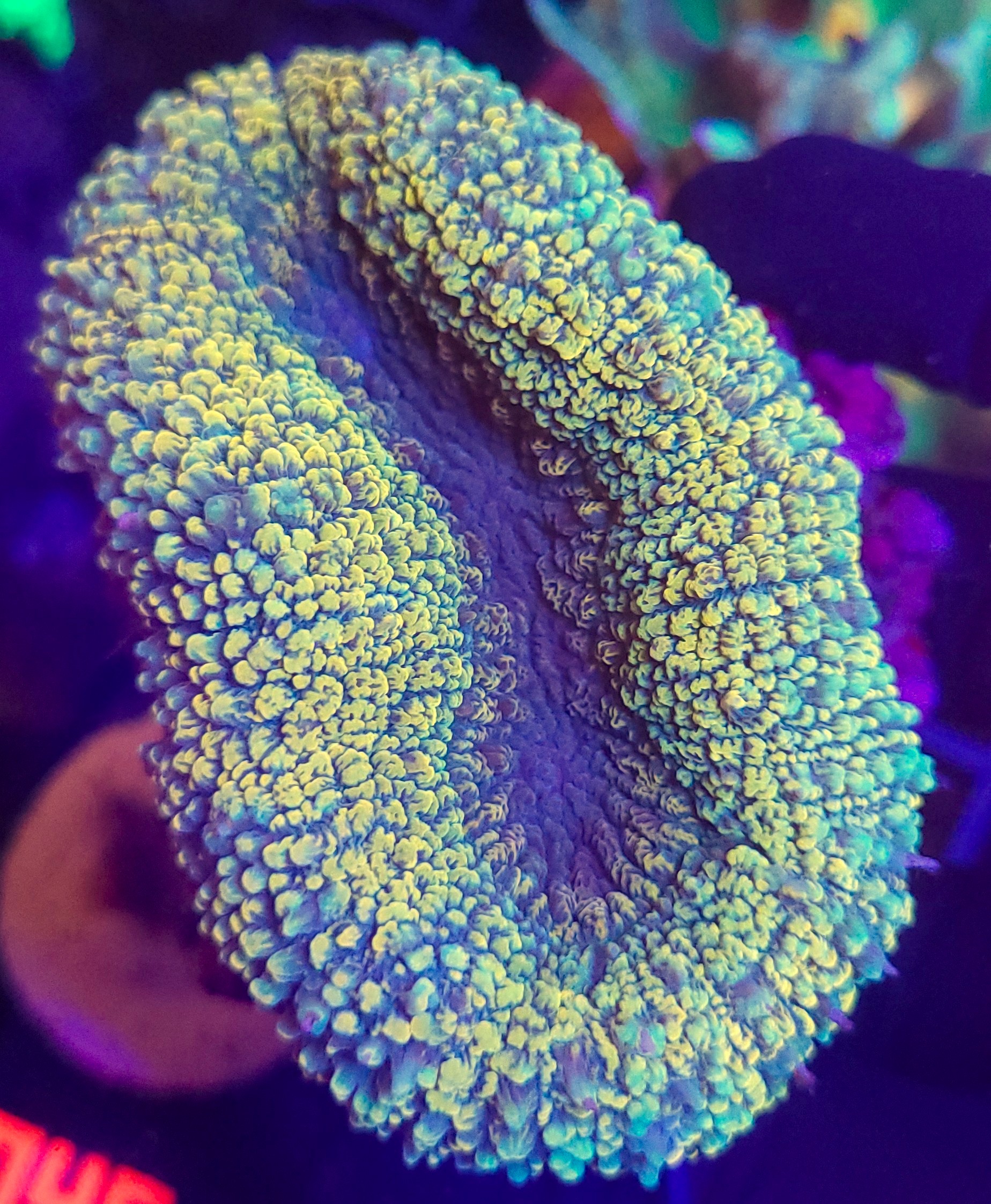 20260731_112703 Lobophyllia hemprichii YELLOW/GREEN - obrazek 1