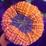 Lobophyllia hemprichii RED