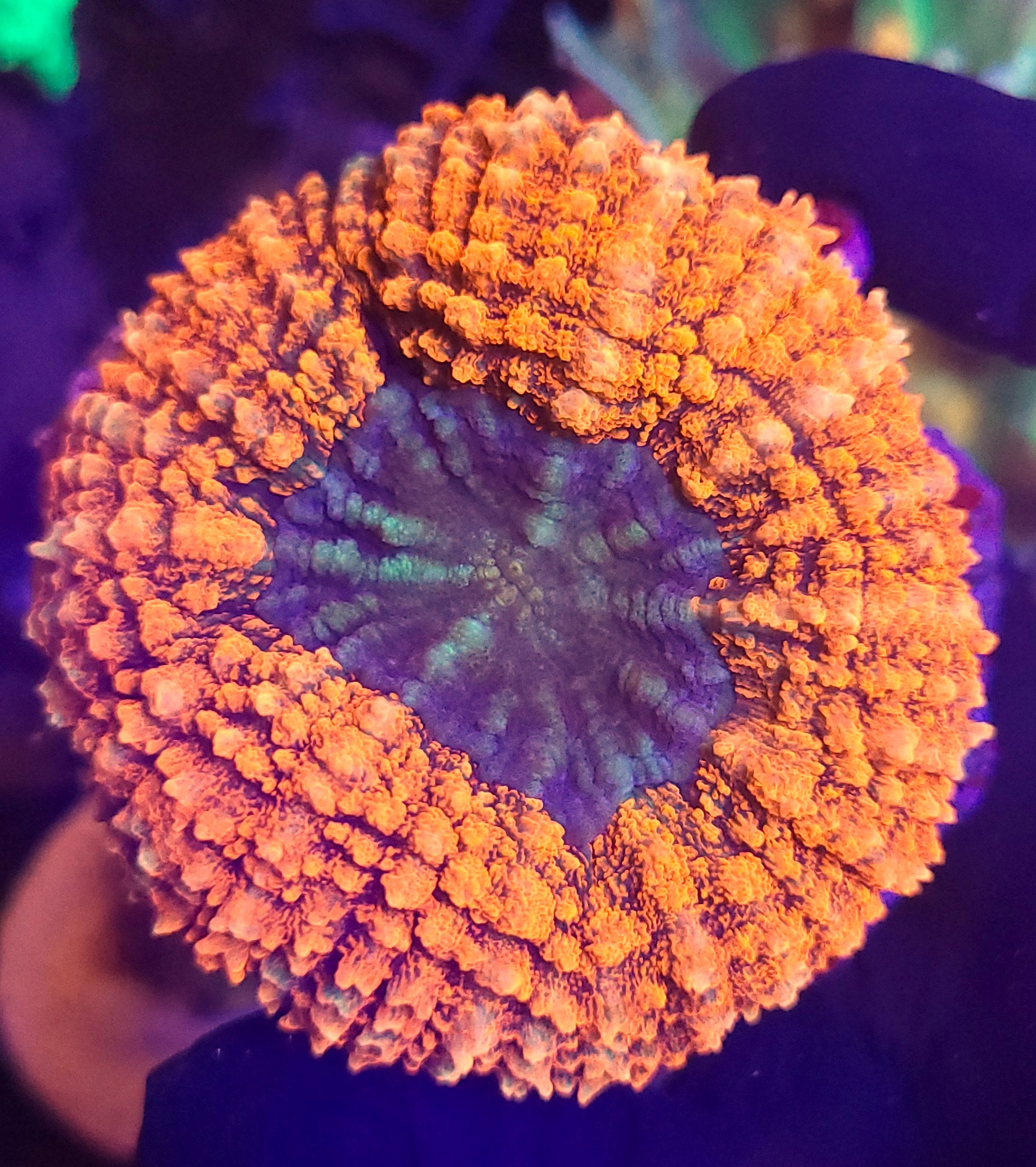 20260731_112731 Lobophyllia hemprichii RED - obrazek 1