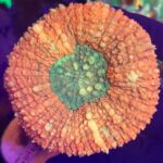 Lobophyllia hemprichii ORANGE