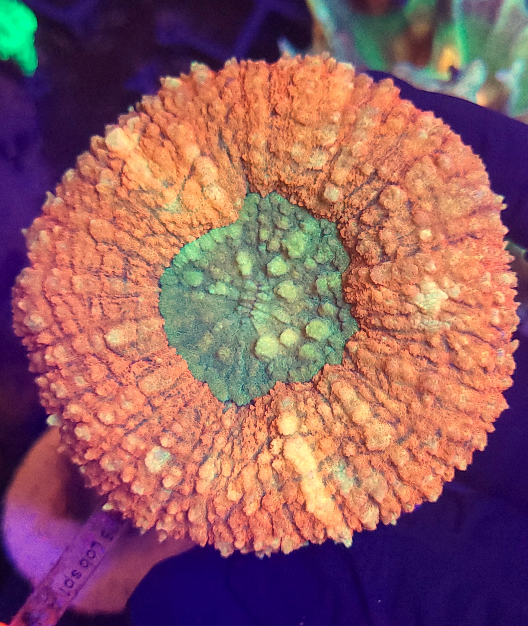 20260731_112746 Lobophyllia hemprichii ORANGE - obrazek 1