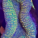 Lobophyllia hemprichii YELLOW/GREEN